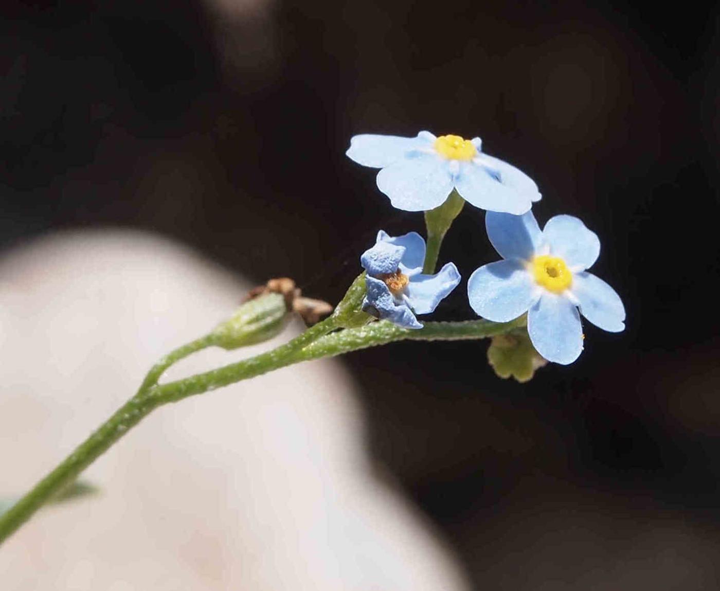 Forget-me-not, Marsh flower